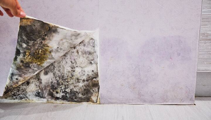Professional service for mold removal and mold prevention in Naperville, Illinois and surrounding areas.